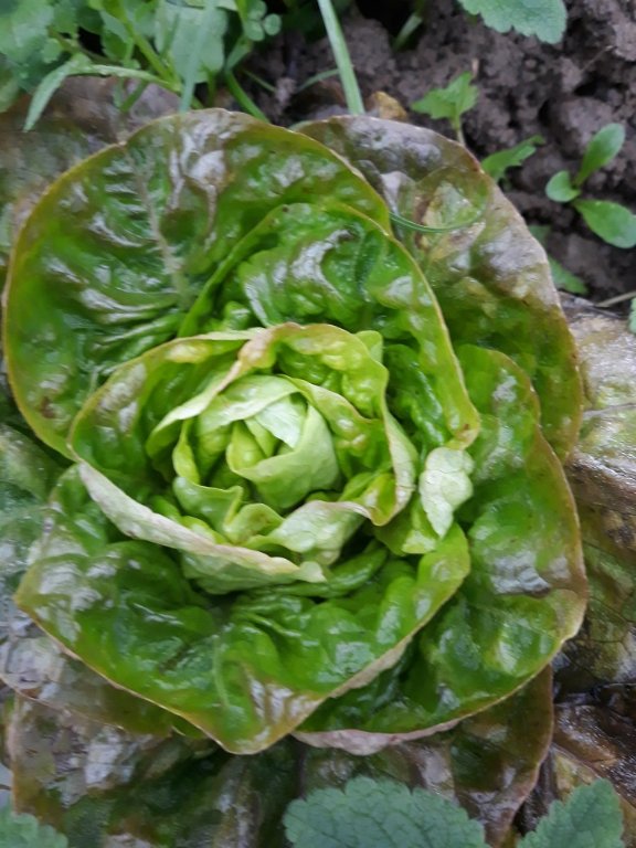 rougette de Montpellier