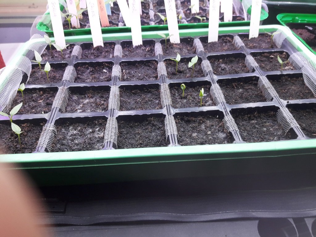 210210 germination clairsemée_1.jpg