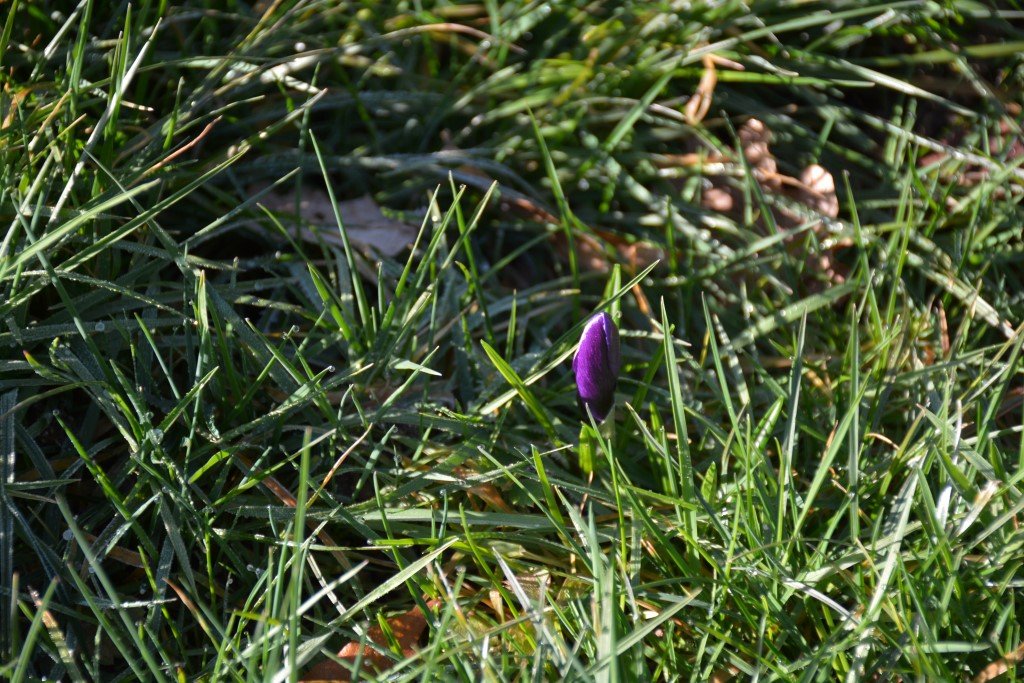 DSC_9461 (Personnalisé).JPG