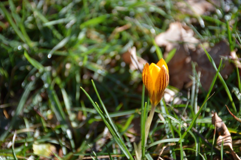 DSC_9466 (Personnalisé).JPG