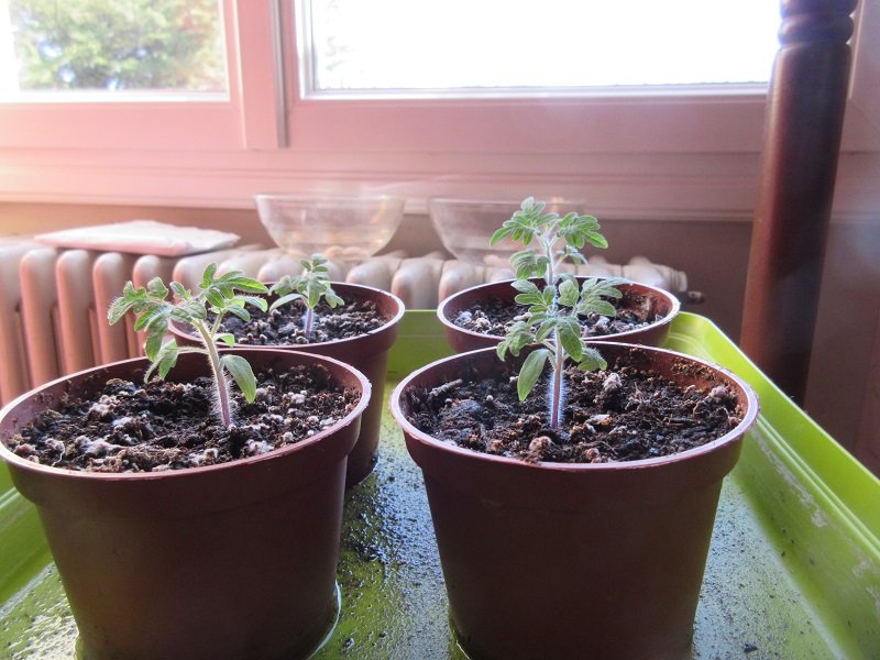 210227_tomates-mby-et-ginkgo.jpg