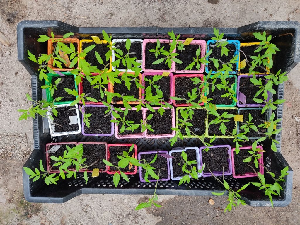 première serie repiquages tomates 2021.jpg