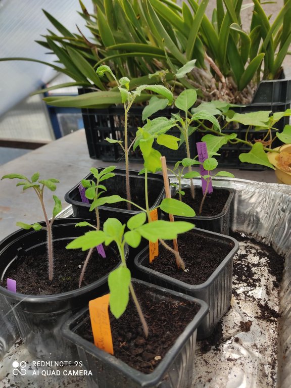greffons tomates première série le 2 mars 21.jpg