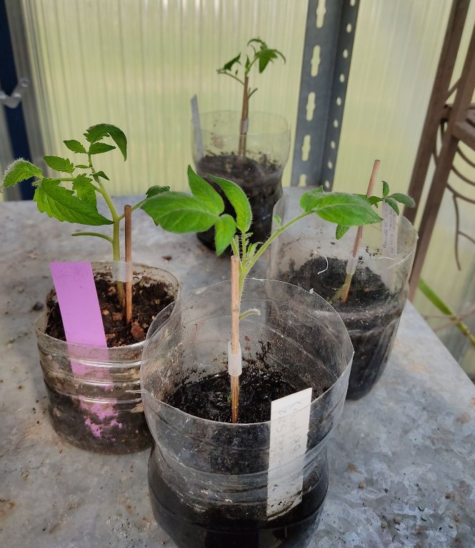 greffes fev 21 tomates.jpg