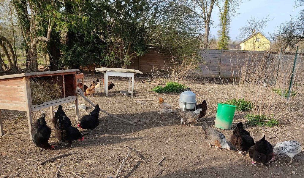troupeau poules mars 2021 M.jpg