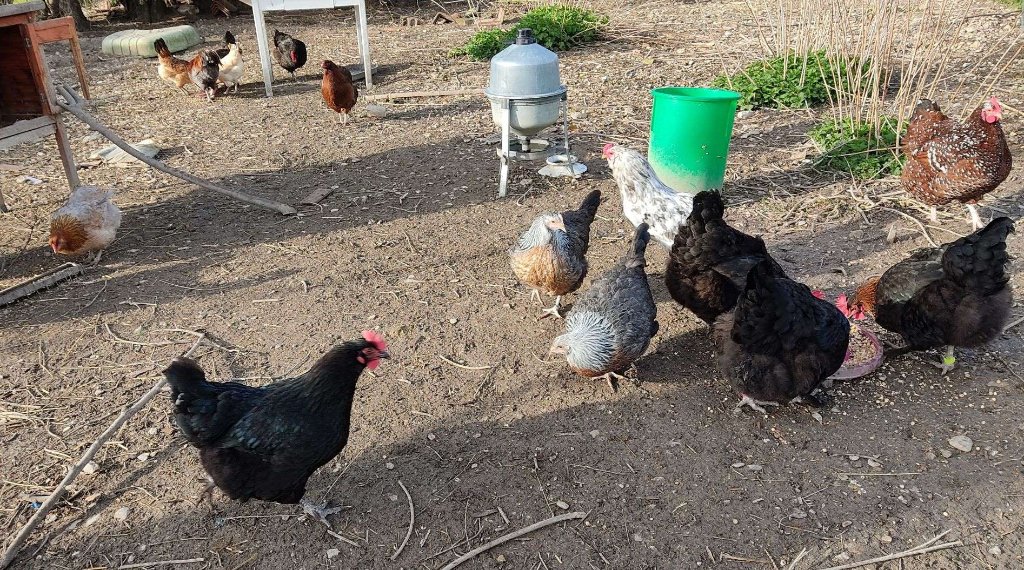 poules 2 mars 21 M.jpg
