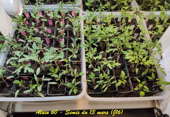 Semis 2021 à J16.jpg