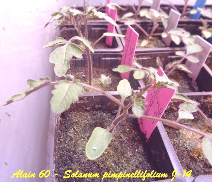 Solanum pimpinellifolium J-14.JPG