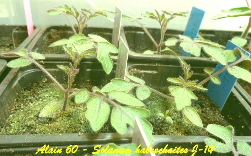 Solanum habrochaites J-14.JPG