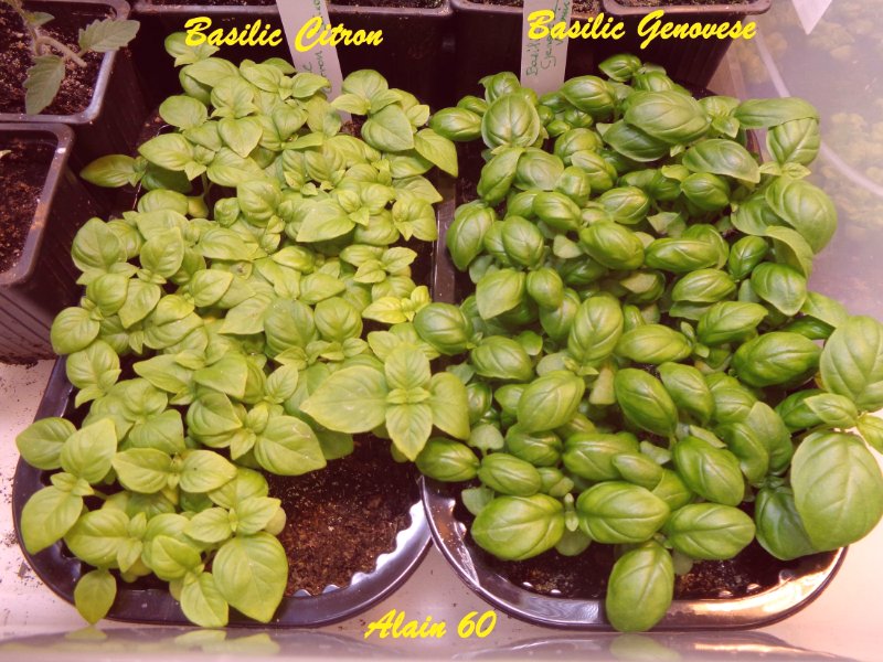 Basilic 1.JPG