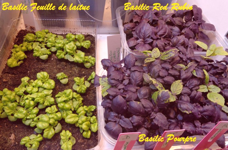 Basilic 2.JPG