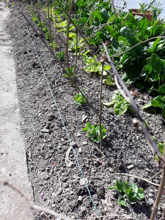 hâtif d'Annonay-reine de mai-épinards-carottes(cachées)