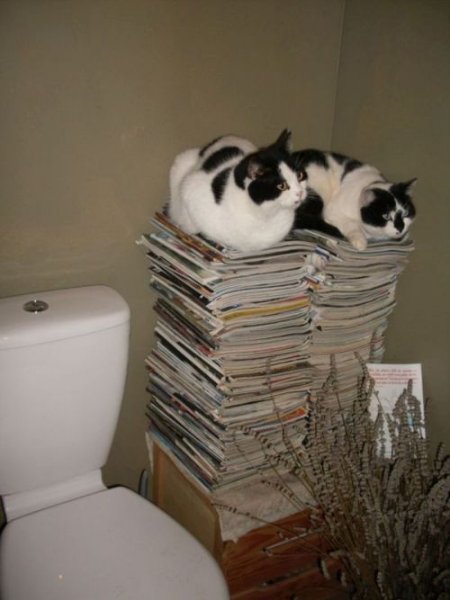 Lolotte et Chataigne sur pile de libé.jpg