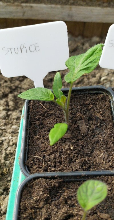 Petite Stupice deviendra grande?