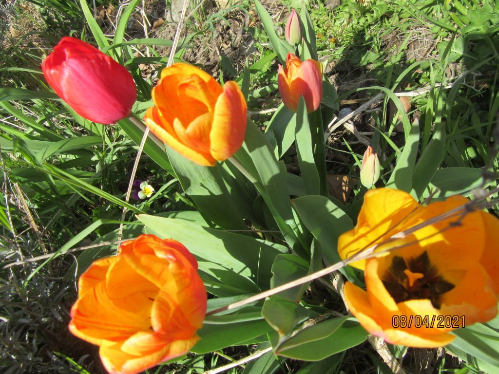 tulipe.jpeg