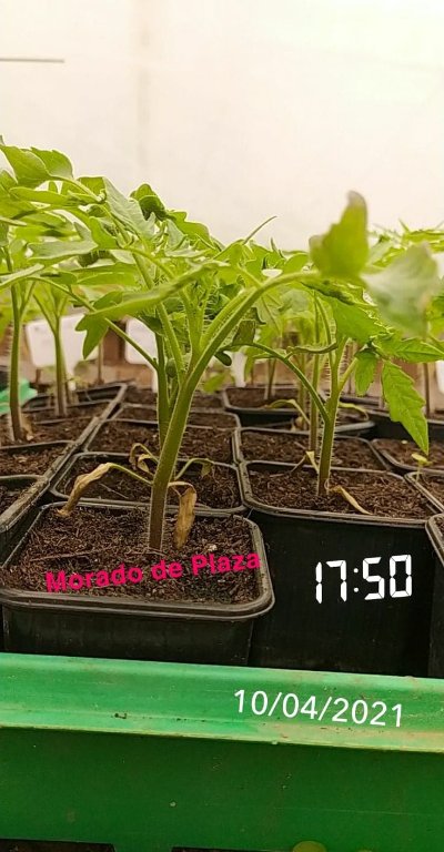 1er semis qui attendent patiemment dans la serre