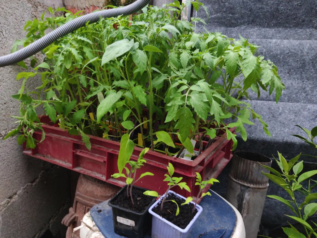 echantillon des plants 2021.jpg