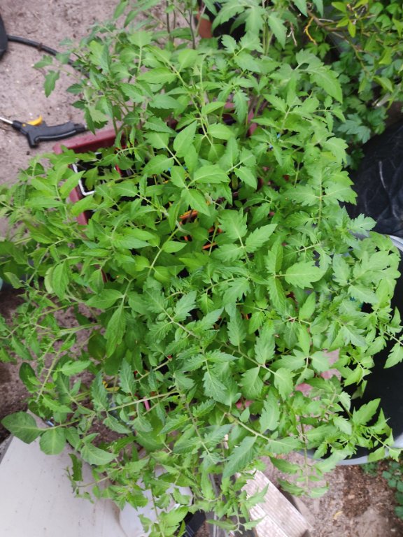 plants de tomates 2021 vus du dessus.jpg