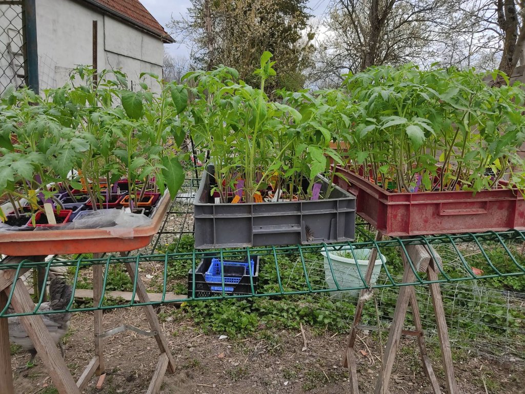 partie des plants 2021.jpg