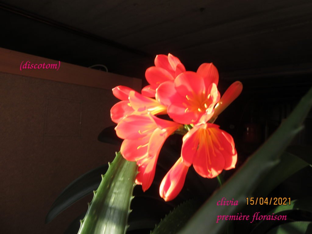 clivia15avril.jpeg