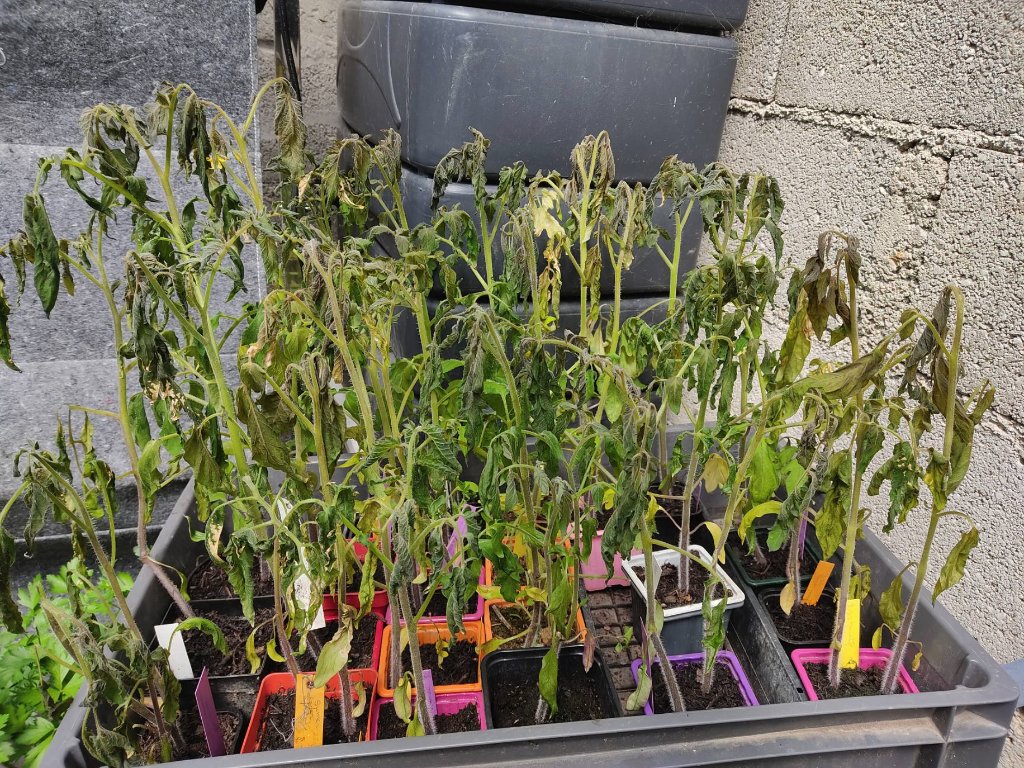 tomates gelées 23avril 2021 après 6h.jpg