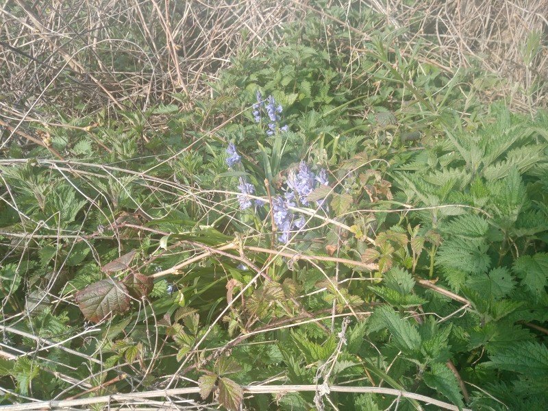 JACINTHE DES BOIS 2021 (Personnalisé).jpg