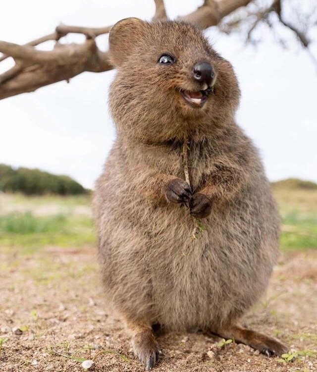 image-profil QUOKKA .jpg