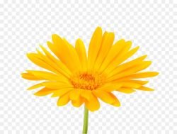 CALENDULA.jpg