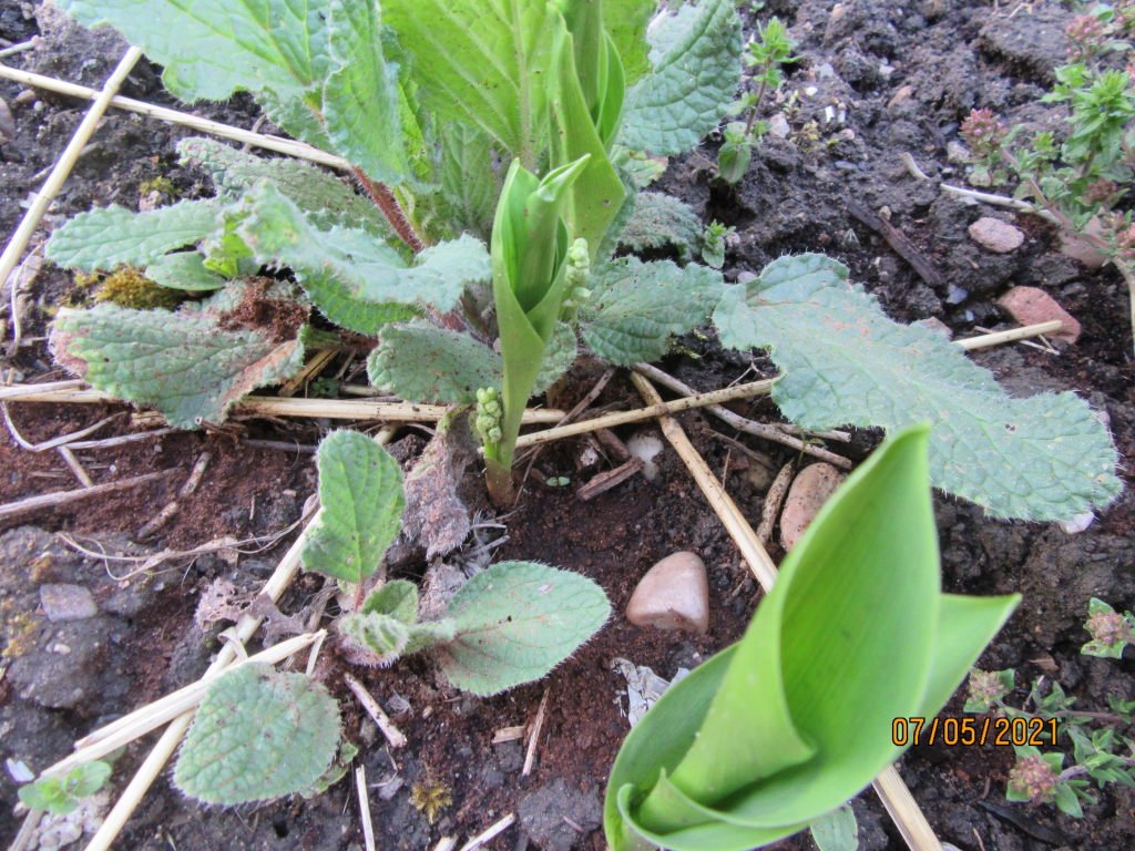 muguet toujours pas.jpeg