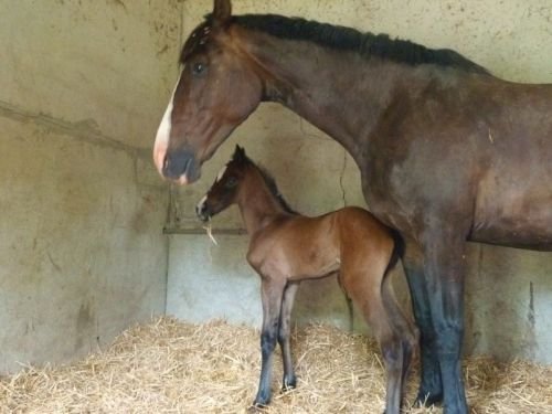 PANOUCHKA et NAISSANCE DE DENTELLE.jpg