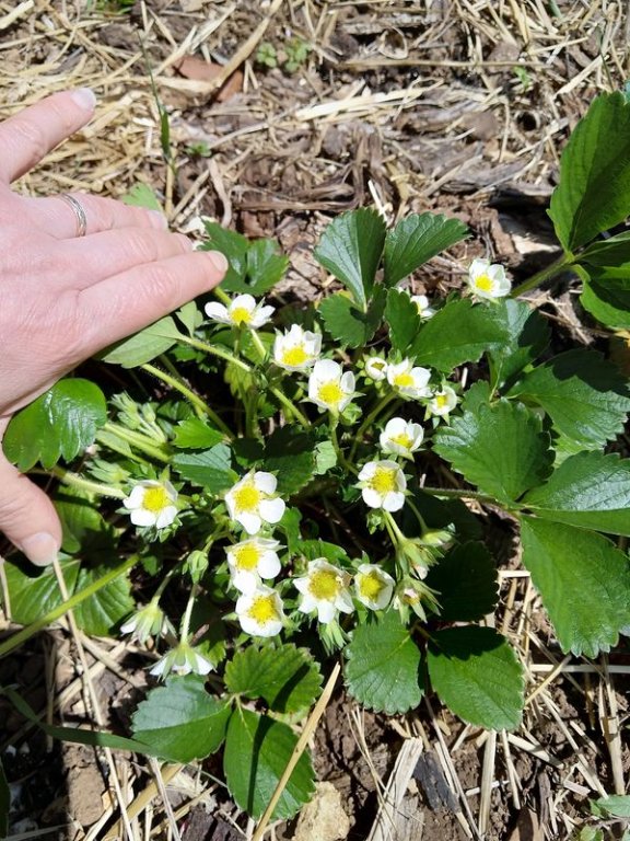 promesse de fraises.jpg