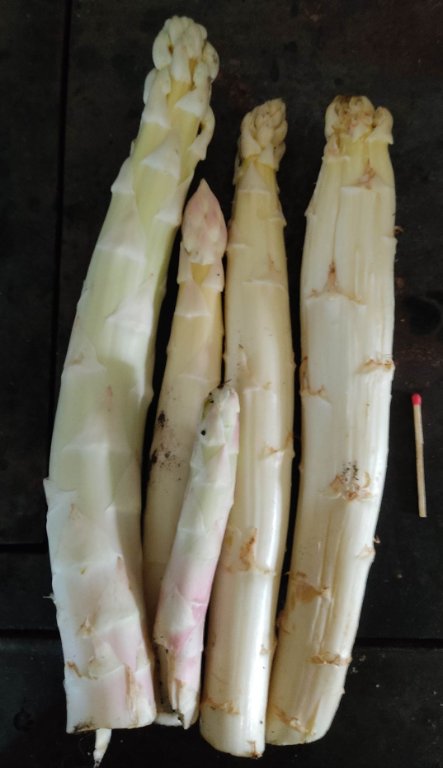 recolte asperge mai 2021.jpg