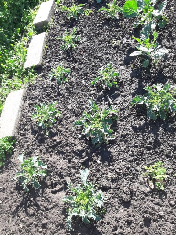 210519 choux bouffés par les pigeons.jpg