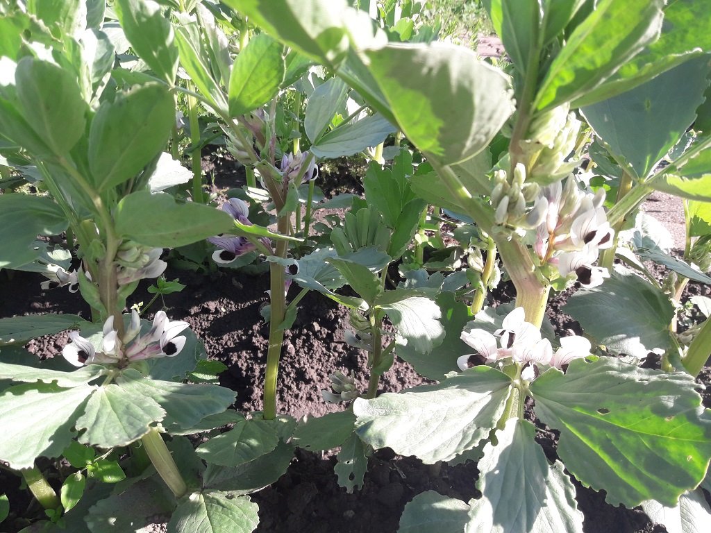 210519 fèves en fleur.jpg