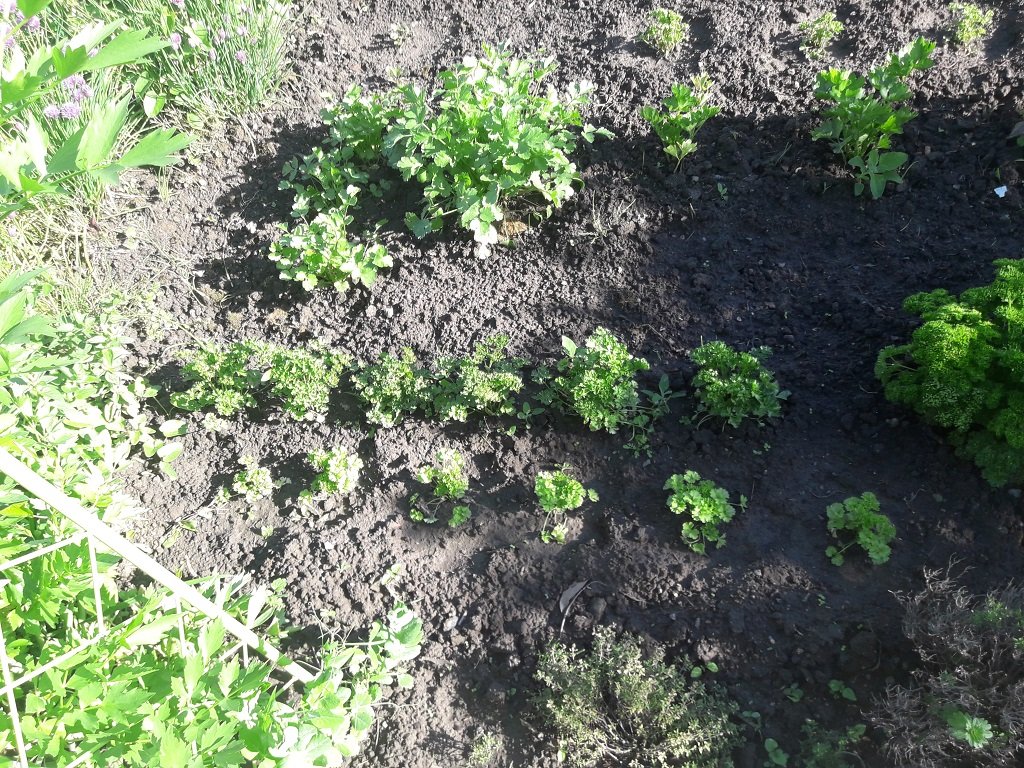 210519 persil et coriandre.jpg