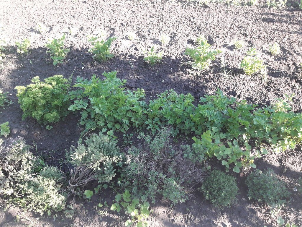210519 persil.jpg