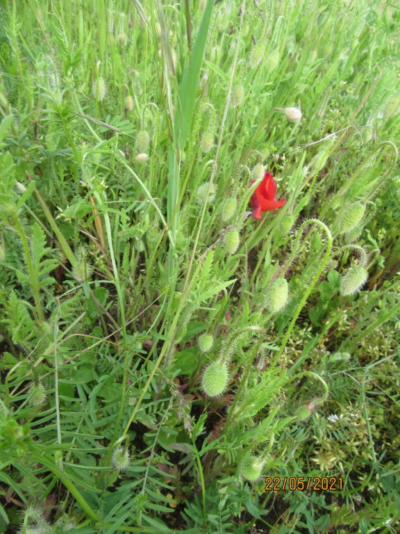 coquelicot.jpeg