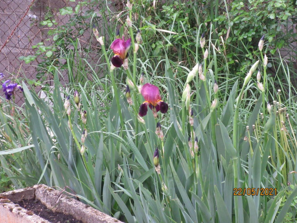 iris.jpeg