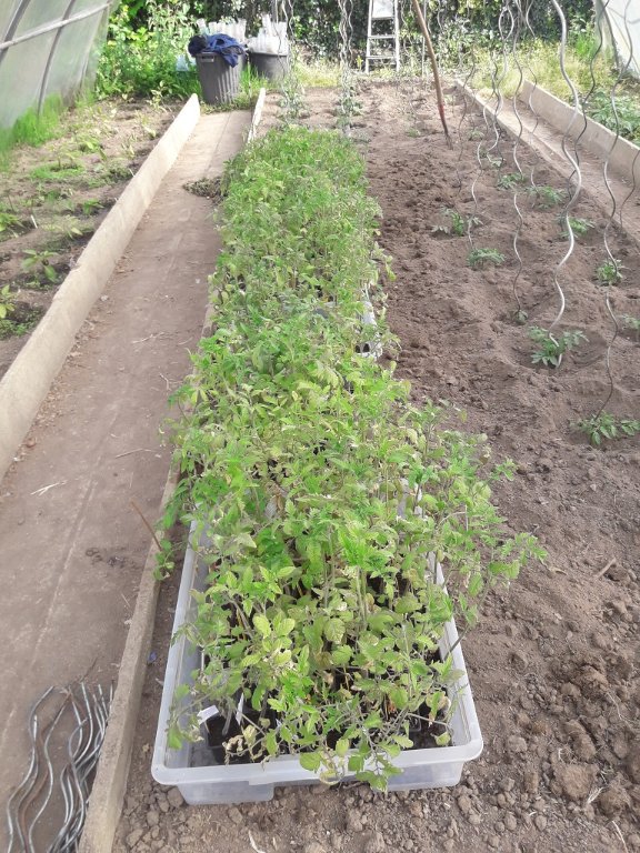 210522 plants de tomates restants.jpg