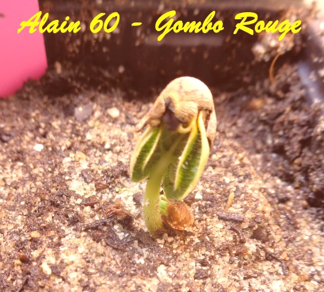 Gombo Rouge.JPG