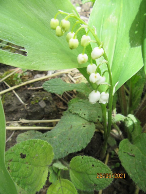 muguet25mai.jpeg