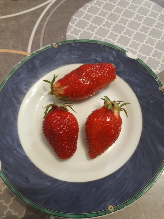 210527 premières fraises.jpg