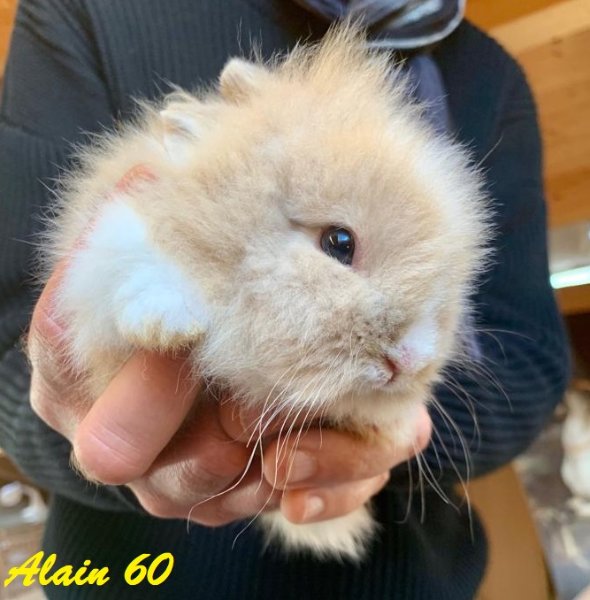 Lapin.jpg