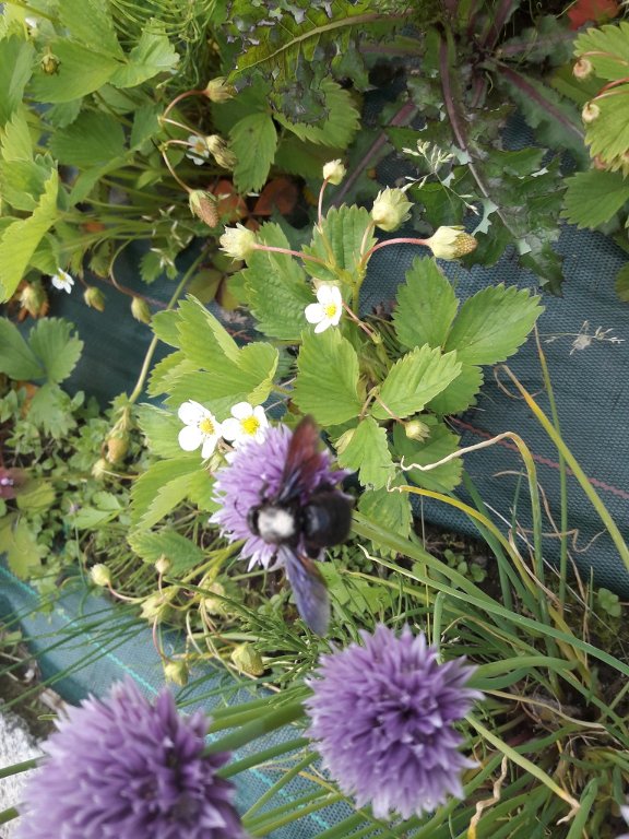 210529 abeille charpentière sur ciboulette.jpg