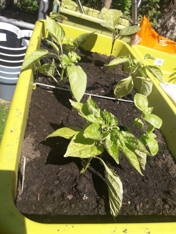 210529 jardinière dans la cour.jpg
