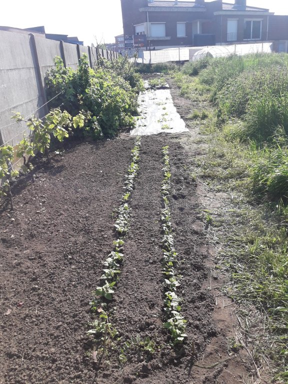 210530 bande cultivée.jpg
