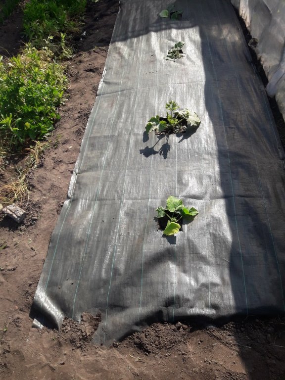 210530 courgettes.jpg