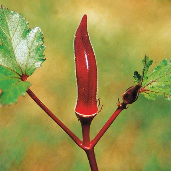 okra-gombo-red-burgundy-nt.net.jpg