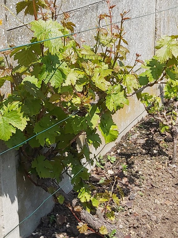 210529 chasselas.jpg