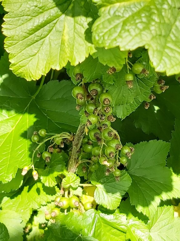 210529 grappes de cassis.jpg